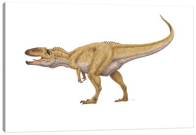 Giganotosaurus Dinosaur, Side View On White Background Canvas Art Print