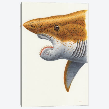 Helicoprion Shark, Headshot On White Background Canvas Print #TRK3854} by Esther van Hulsen Canvas Print