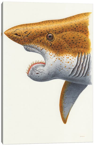 Helicoprion Shark, Headshot On White Background Canvas Art Print