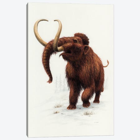 Woolly Mammoth, Front View Canvas Print #TRK3857} by Esther van Hulsen Canvas Print