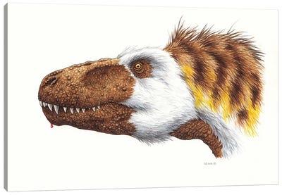 Megalosaurus Dinosaur Head, On White Background Canvas Art Print