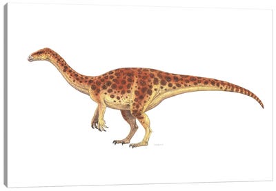 Plateosaurus Dinosaur, Side View On White Background Canvas Art Print