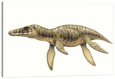 Pliosaurus Funkei On White Background Canvas Art Print