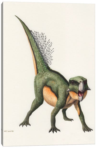 Psittacosaurus Dinosaur, Front View On White Background Canvas Art Print