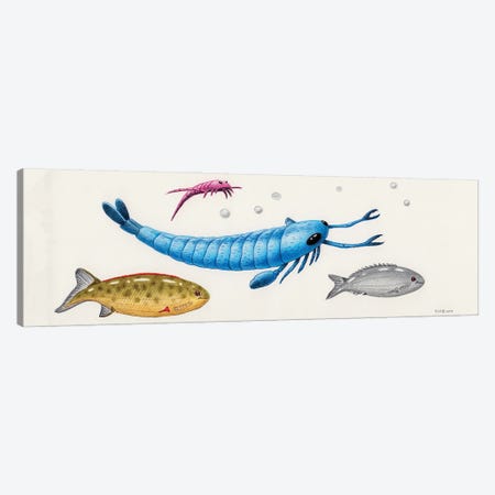 Kiaeropterus Ruedemanni, Erettopterus Holmi, Pharyngolepis And Rhyncholepis Canvas Print #TRK3868} by Esther van Hulsen Canvas Print