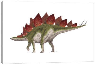 Stegosaurus Dinosaur, Side View On White Background Canvas Art Print