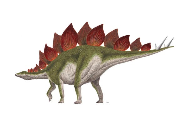 Prehistoric Animals: Stegosaurus Dinosaur, Side View On White Background by Esther van Hulsen