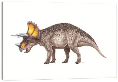 Triceratops Dinosaur, Side View On White Background Canvas Art Print
