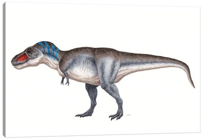Tyrannosaurus Rex Dinosaur, Side View On White Background Canvas Art Print