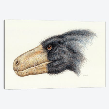 Utahraptor Dinosaur Head, Side View On White Background Canvas Print #TRK3876} by Esther van Hulsen Canvas Art Print