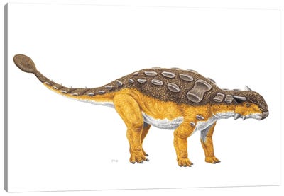 Ankylosaurus Dinosaur, Side View On White Background Canvas Art Print
