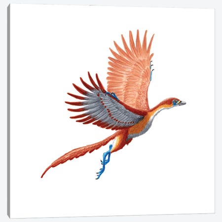 Archaeopteryx, Side View On White Background Canvas Print #TRK3879} by Esther van Hulsen Canvas Wall Art