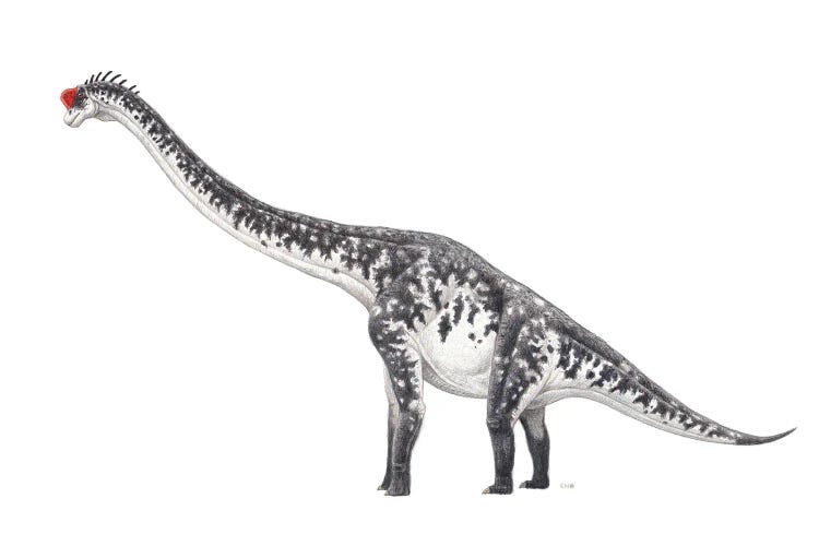 Brachiosaurus Dinosaur, Side View On White Background