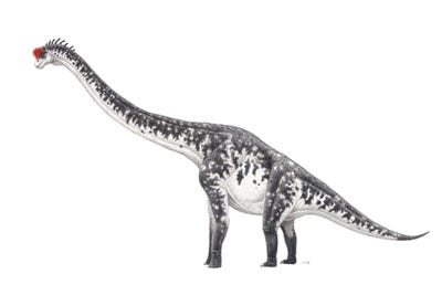 Brachiosaurus