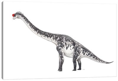 Brachiosaurus Dinosaur, Side View On White Background Canvas Art Print