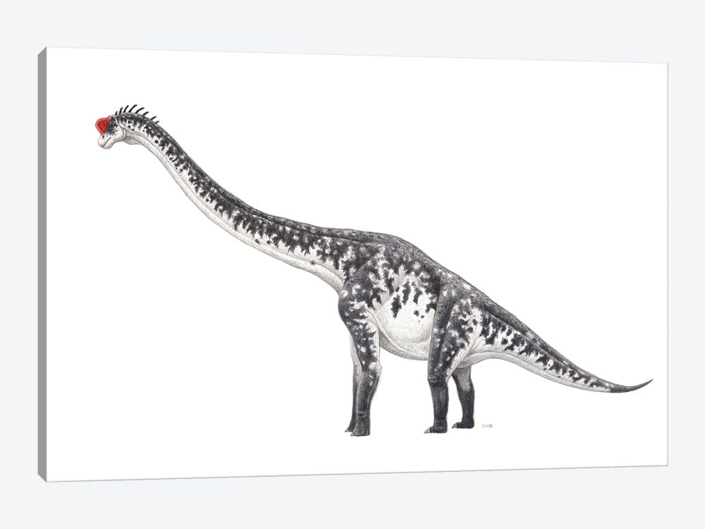 Brachiosaurus Dinosaur, Side View On White Background by Esther van Hulsen 1-piece Canvas Art