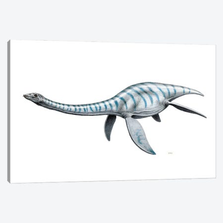 Plesiosaurus Aquatic Reptile, Side View On White Background Canvas Print #TRK3881} by Esther van Hulsen Canvas Print