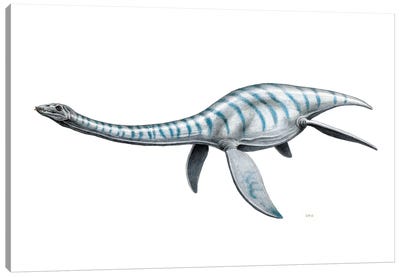 Plesiosaurus Aquatic Reptile, Side View On White Background Canvas Art Print - Prehistoric Animal Art