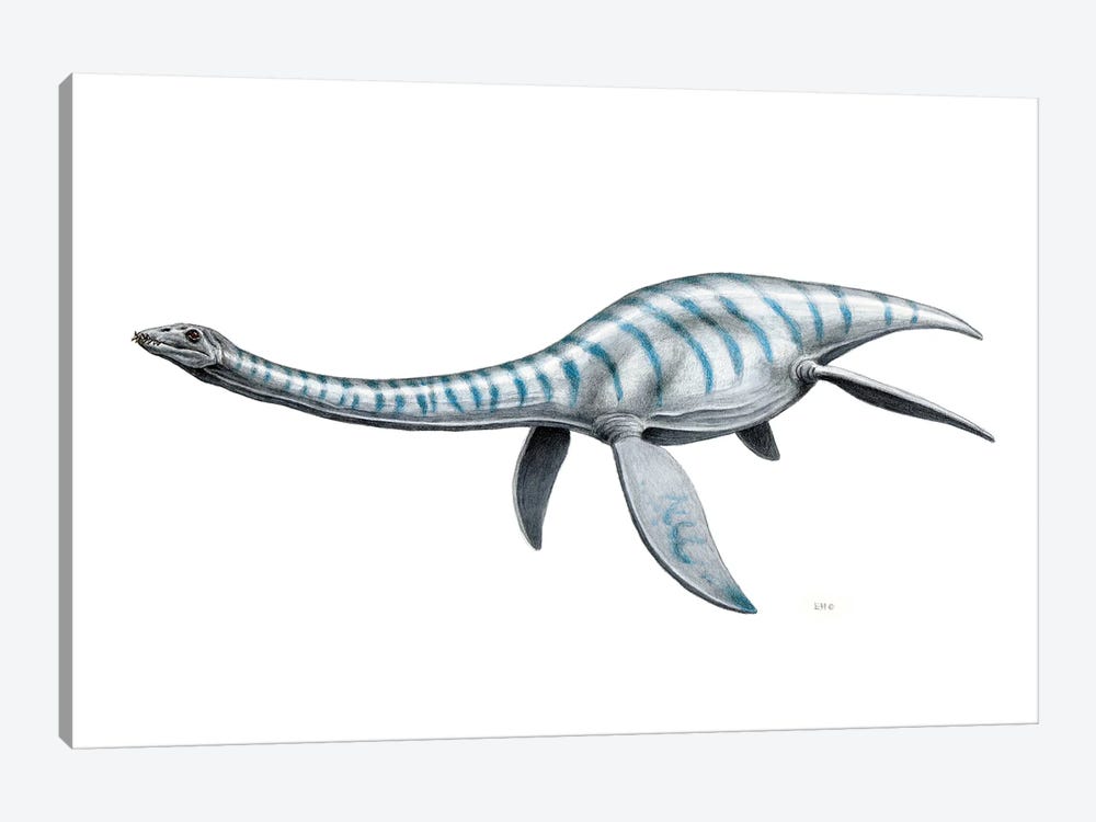 Plesiosaurus Aquatic Reptile, Side View On White Background by Esther van Hulsen 1-piece Canvas Print