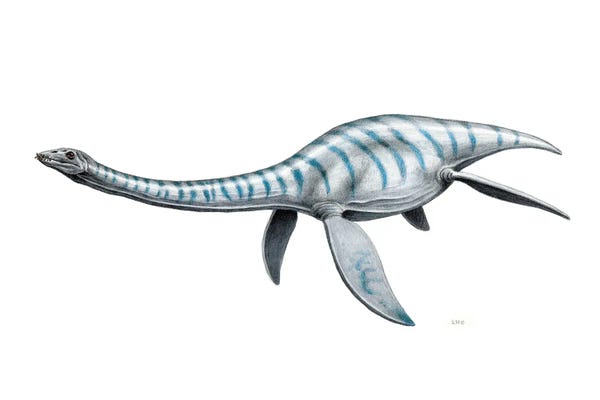 Prehistoric Animals: Plesiosaurus Aquatic Reptile, Side View On White Background by Esther van Hulsen