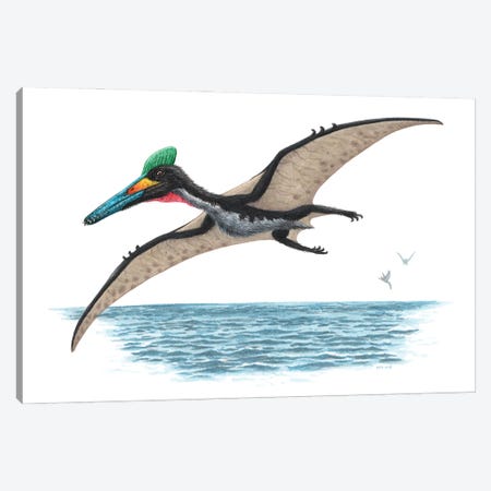 Pterodactylus Flying Over Water, On White Background Canvas Print #TRK3882} by Esther van Hulsen Art Print