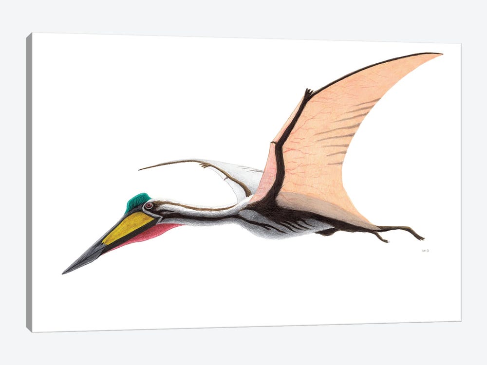 Quetzalcoatlus Flying Reptile, On White Background 1-piece Canvas Print