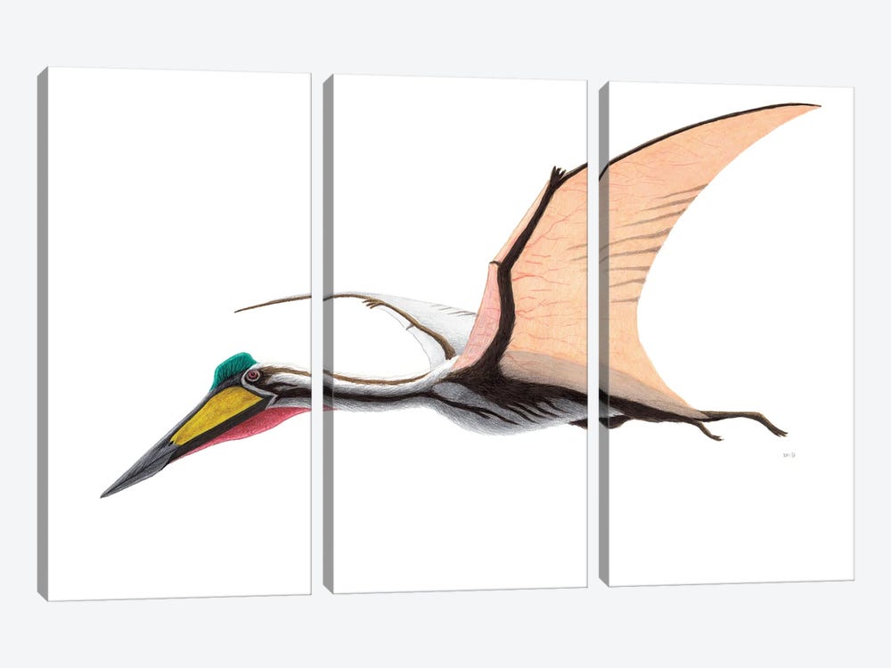 Quetzalcoatlus Flying Reptile, On White Background 3-piece Art Print