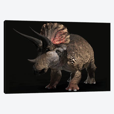 Triceratops Dinosaur On Black Background Canvas Print #TRK3885} by Robert Fabiani Canvas Wall Art