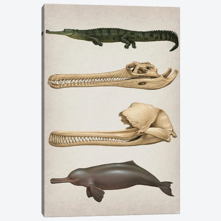 Convergent Evolution Of The Skull In River Dolphins And Gharials Canvas Print #TRK3894} by Heraldo Mussolini Art Print