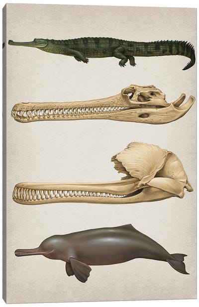 Convergent Evolution Of The Skull In River Dolphins And Gharials Canvas Art Print