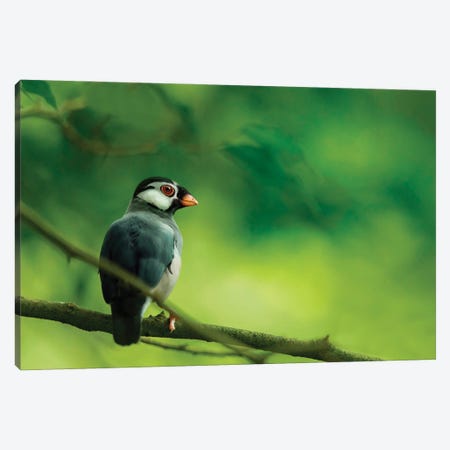 A Small Iberomesornis Bird Is Perched In The Middle Of The Forest Canvas Print #TRK3899} by Jose Antonio Penas Canvas Art
