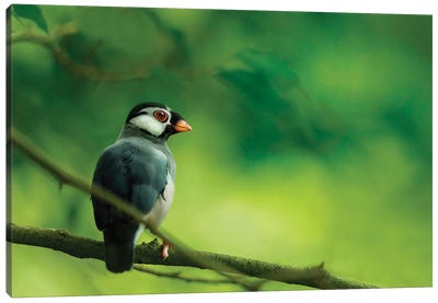 A Small Iberomesornis Bird Is Perched In The Middle Of The Forest Canvas Art Print
