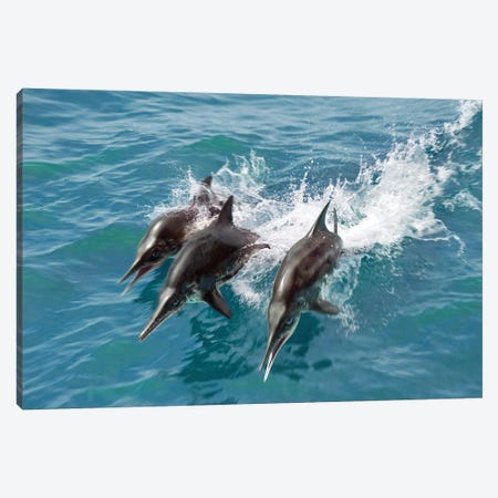 Three Stenopterygius Swim At Full Speed On The Surface Of The Waves Canvas Print #TRK3902} by Jose Antonio Penas Canvas Wall Art