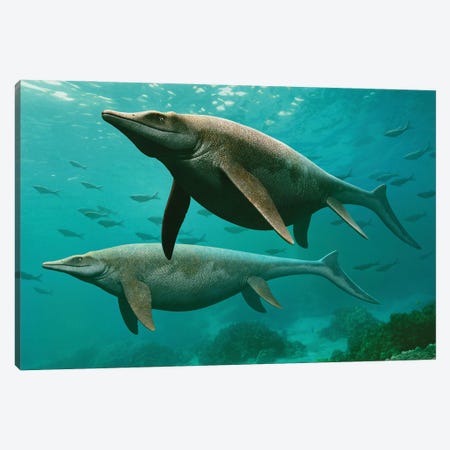 A Pair Of Guanlingsaurus Swimming Underwater Canvas Print #TRK3907} by Mohamad Haghani Canvas Print