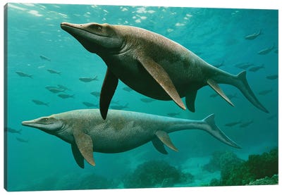 A Pair Of Guanlingsaurus Swimming Underwater Canvas Art Print