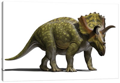 Ojoceratops Dinosaur On White Background Canvas Art Print - Prehistoric Animal Art