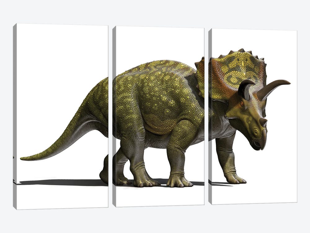 Ojoceratops Dinosaur On White Background 3-piece Canvas Art Print