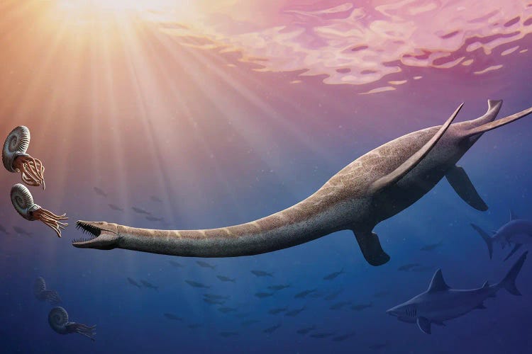 Plesiosaurus Dolichodeirus Hunting Ammonites