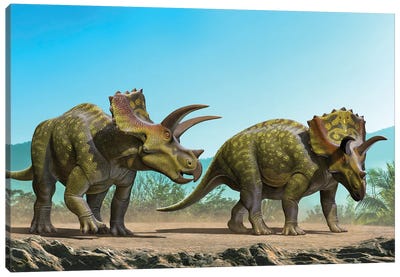 Two Ojoceratops Dinosaurs Walking To Find Some Food Canvas Art Print