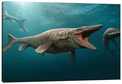Tylosaurus Hunting A Shark Canvas Art Print