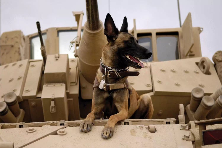 A Military Working Dog Sits On A US Army M2A3 Bradley Fighting Vehicle