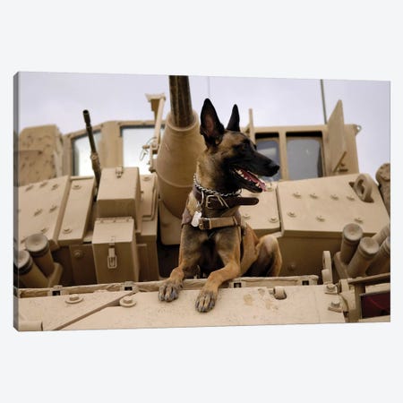 A Military Working Dog Sits On A US Army M2A3 Bradley Fighting Vehicle Canvas Print #TRK574} by Stocktrek Images Canvas Art