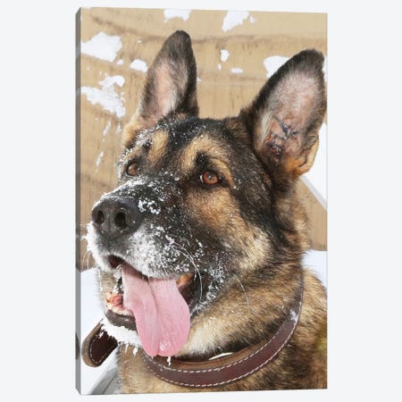 Close-Up Of A Military Working Dog Canvas Print #TRK781} by Stocktrek Images Canvas Art