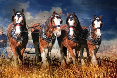 The Team by Trudi Simmonds metal wall art