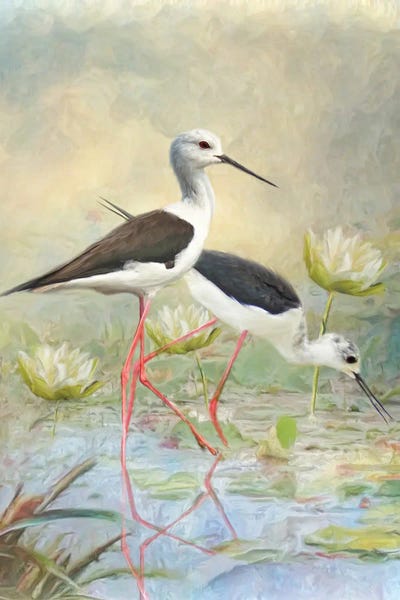 Black Winged Stilt by Trudi Simmonds metal wall art