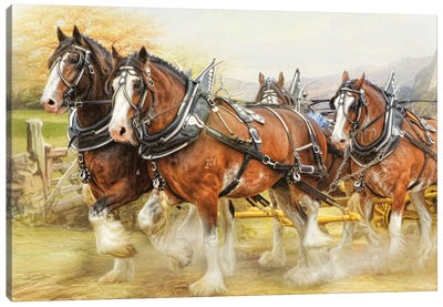 Clydesdale In Harness Canvas Art Print - Trudi Simmonds