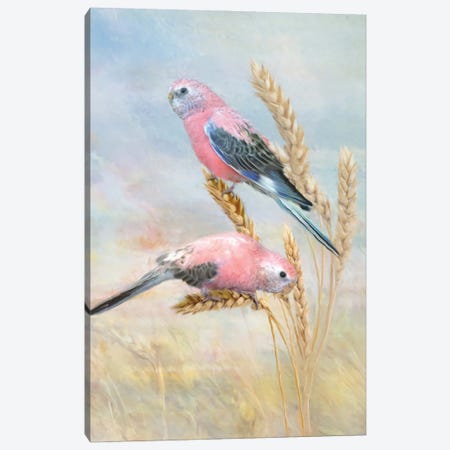 Bourkes Parrot Canvas Print #TRO149} by Trudi Simmonds Art Print