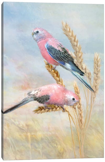 Bourkes Parrot Canvas Art Print - Trudi Simmonds