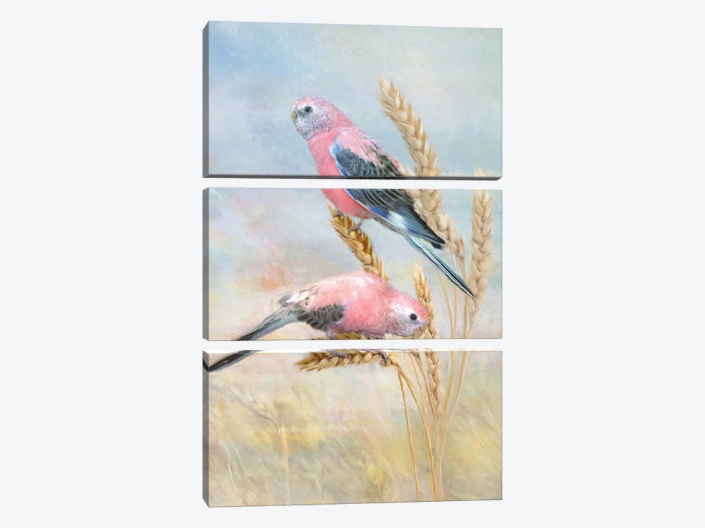 Bourkes Parrot by Trudi Simmonds 3-piece Canvas Print