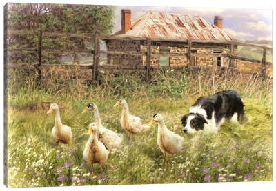 Farmyard Frolicks Canvas Art Print - Border Collie Art